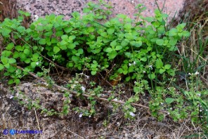 Clinopodium nepeta subsp. nepeta (Mentuccia comune)