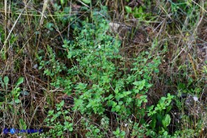 Clinopodium nepeta subsp. nepeta (Mentuccia comune)