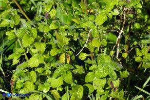 Clinopodium nepeta subsp. nepeta (Mentuccia comune)