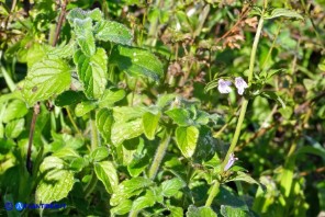 Clinopodium nepeta subsp. nepeta (Mentuccia comune)