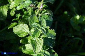 Clinopodium nepeta subsp. nepeta (Mentuccia comune)