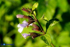 Clinopodium nepeta subsp. nepeta (Mentuccia comune)