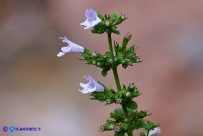 Clinopodium nepeta subsp. nepeta (Mentuccia comune)