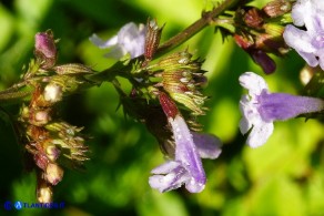 Clinopodium nepeta subsp. nepeta (Mentuccia comune)