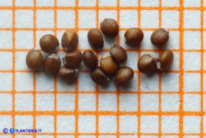 Clinopodium nepeta subsp. nepeta (Mentuccia comune): i semi