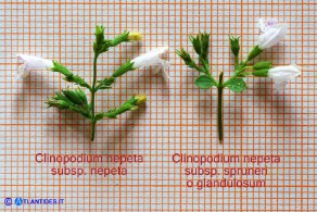 Clinopodium nepeta subsp. nepeta e Clinopodium nepeta subsp. spruneri (o glandulosum)
