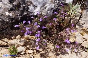 Clinopodium sardoum (Acinos sardous): Acino sardo