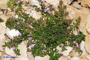 Clinopodium sardoum (Acinos sardous): Acino sardo