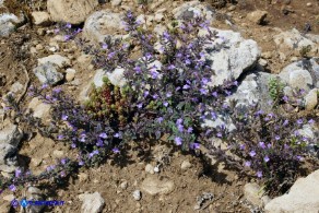 Clinopodium sardoum (Acinos sardous): Acino sardo