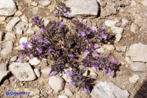 Clinopodium sardoum (Acinos sardous): Acino sardo