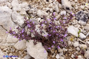 Clinopodium sardoum (Acinos sardous): Acino sardo