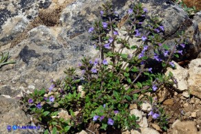 Clinopodium sardoum (Acinos sardous): Acino sardo