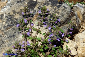 Clinopodium sardoum (Acinos sardous): Acino sardo