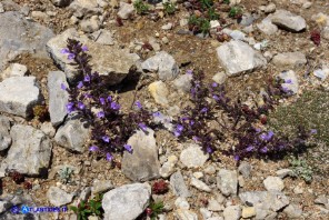 Clinopodium sardoum (Acinos sardous): Acino sardo