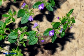 Clinopodium sardoum (Acinos sardous): Acino sardo