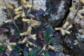 Clinopodium sardoum (Acinos sardous): Acino sardo