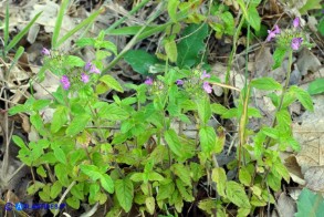 Clinopodium vulgare subsp. arundanum (Clinopodio dei boschi)