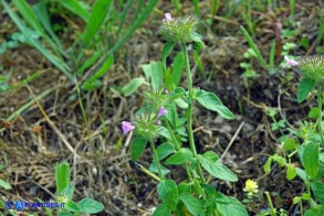 Clinopodium vulgare subsp. arundanum (Clinopodio dei boschi)
