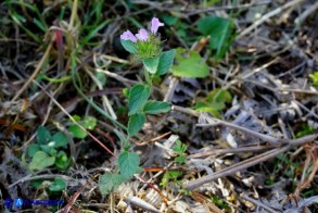 Clinopodium vulgare subsp. arundanum (Clinopodio dei boschi)