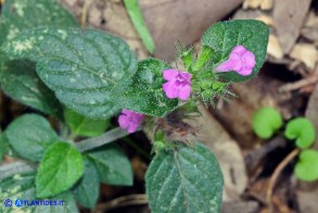 Clinopodium vulgare subsp. arundanum (Clinopodio dei boschi)