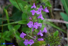 Clinopodium vulgare subsp. arundanum (Clinopodio dei boschi)