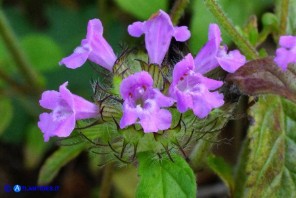 Clinopodium vulgare subsp. arundanum (Clinopodio dei boschi)