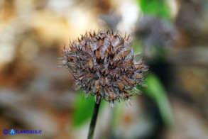 Clinopodium vulgare subsp. arundanum (Clinopodio dei boschi)