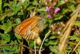 Coenonympha corinna (Corinna)