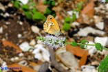 Coenonympha corinna (Corinna)