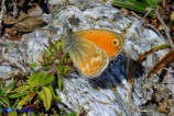 Coenonympha corinna (Corinna)