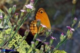 Coenonympha corinna (Corinna)