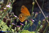 Coenonympha corinna (Corinna)