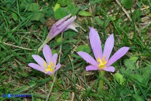 Colchicum alpinum subsp. parvulum (Colchico alpino minore)