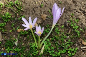 Colchicum alpinum subsp. parvulum (Colchico alpino minore)