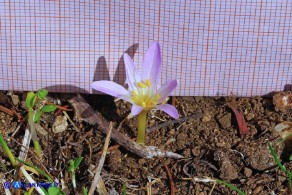 Colchicum alpinum subsp. parvulum (Colchico alpino minore)