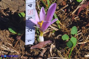 Colchicum alpinum subsp. parvulum (Colchico alpino minore)