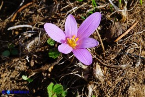 Colchicum alpinum subsp. parvulum (Colchico alpino minore)