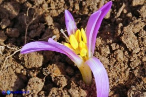Colchicum alpinum subsp. parvulum (Colchico alpino minore)