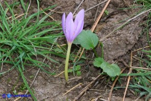 Colchicum alpinum subsp. parvulum (Colchico alpino minore)