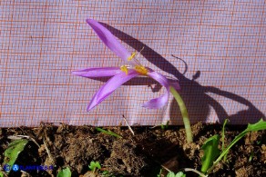 Colchicum alpinum subsp. parvulum (Colchico alpino minore)