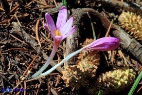 Colchicum corsicum (Colchico di Corsica)