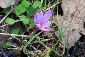 Colchicum corsicum (Colchico di Corsica)