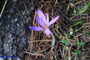 Colchicum corsicum (Colchico di Corsica)