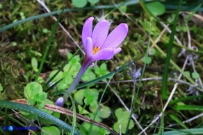 Colchicum corsicum (Colchico di Corsica)