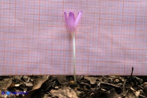 Colchicum corsicum (Colchico di Corsica)