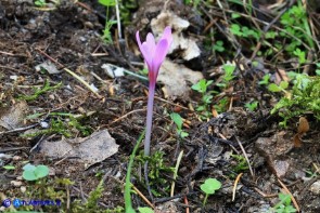 Colchicum corsicum (Colchico di Corsica)