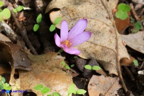 Colchicum corsicum (Colchico di Corsica)