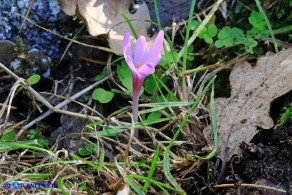 Colchicum corsicum (Colchico di Corsica)
