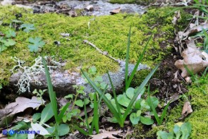 Colchicum corsicum (Colchico di Corsica): le foglie