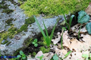 Colchicum corsicum (Colchico di Corsica): le foglie